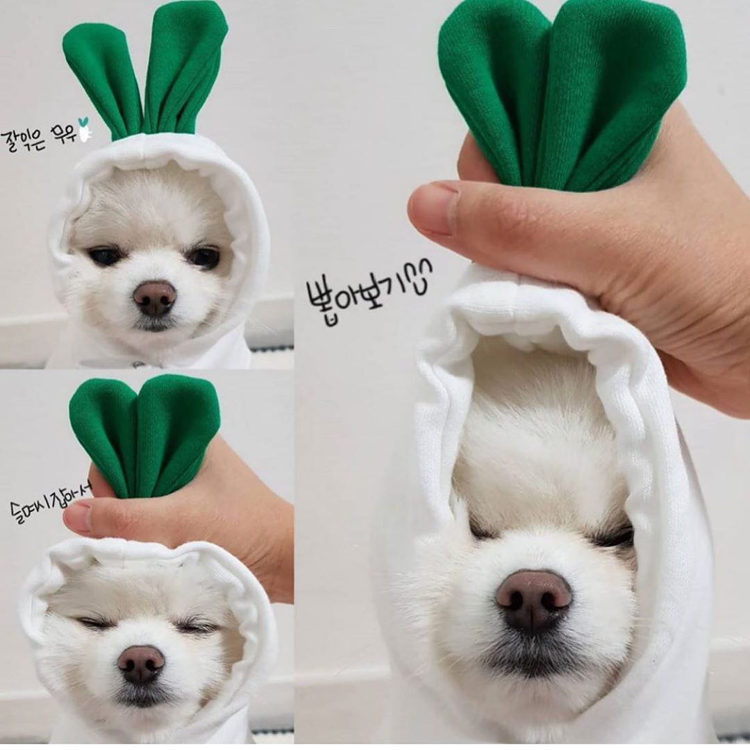 Adorable Dog Hoodie for Cozy Seasonal Style and Comfort