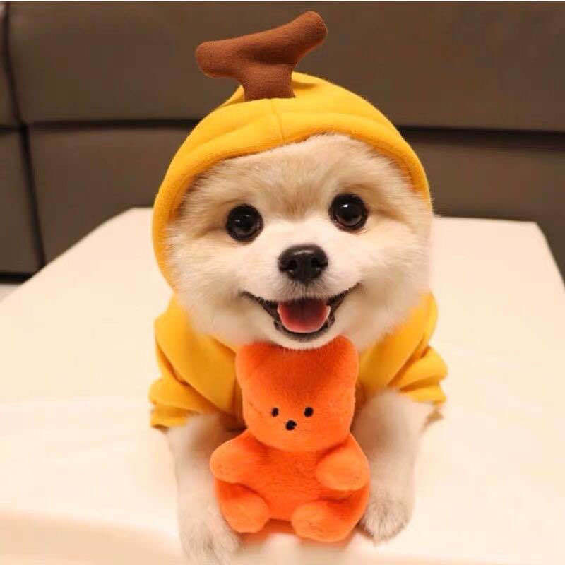 Adorable Dog Hoodie for Cozy Seasonal Style and Comfort